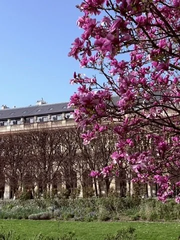 Palais Royal roze bloesembomen