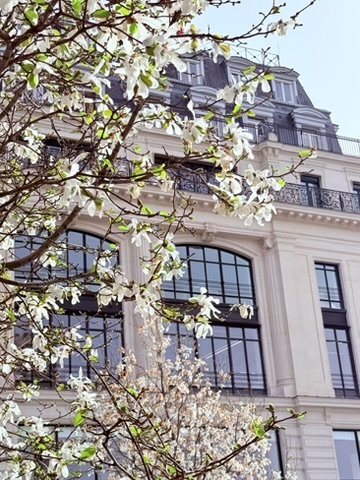 witte bloesems Pont Neuf