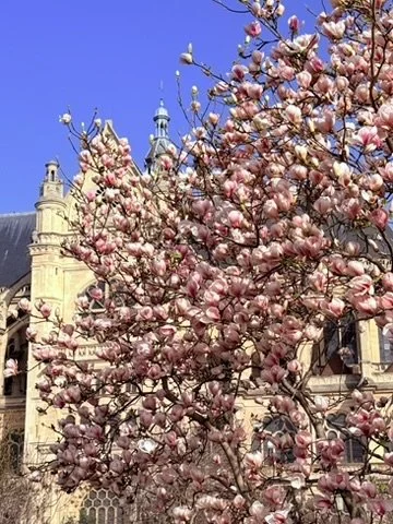 roze bloesems les Halles
