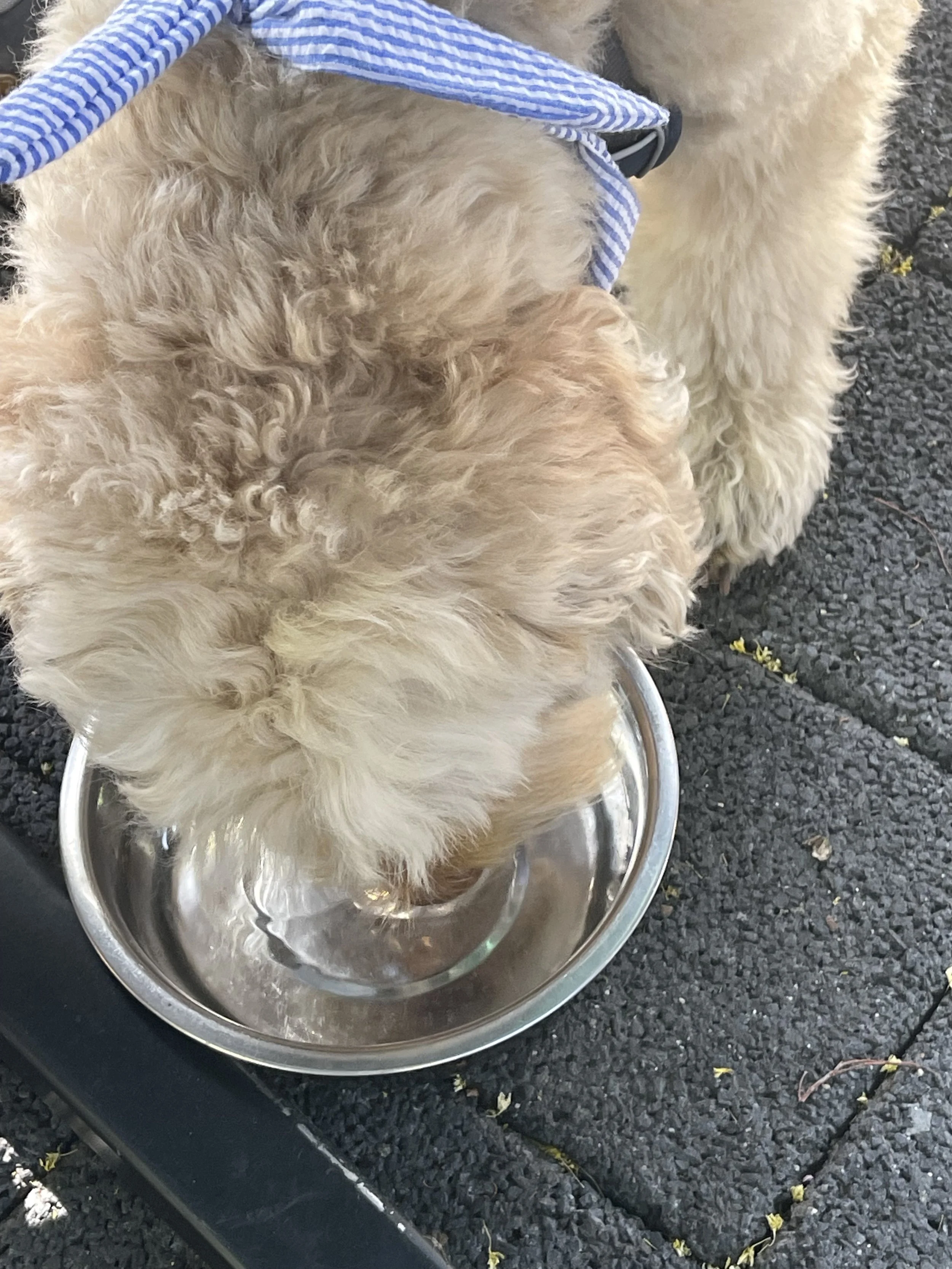 Charlie drinkt water op het terras bij café Sjiek