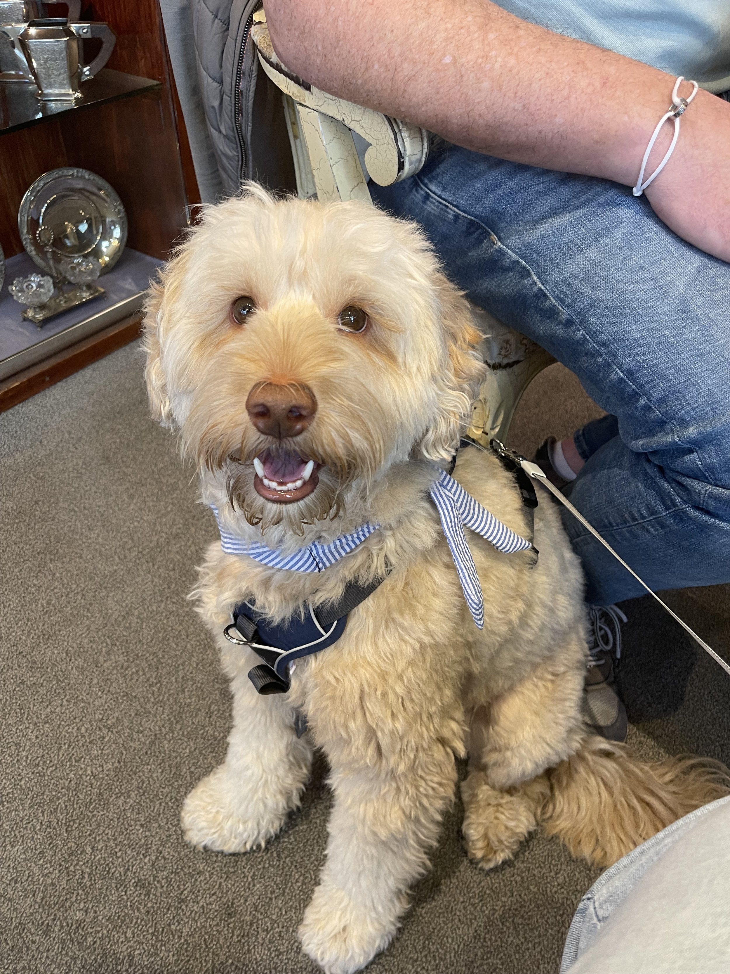 Onze hond Charlie bij juwelier Steiner in Maastricht