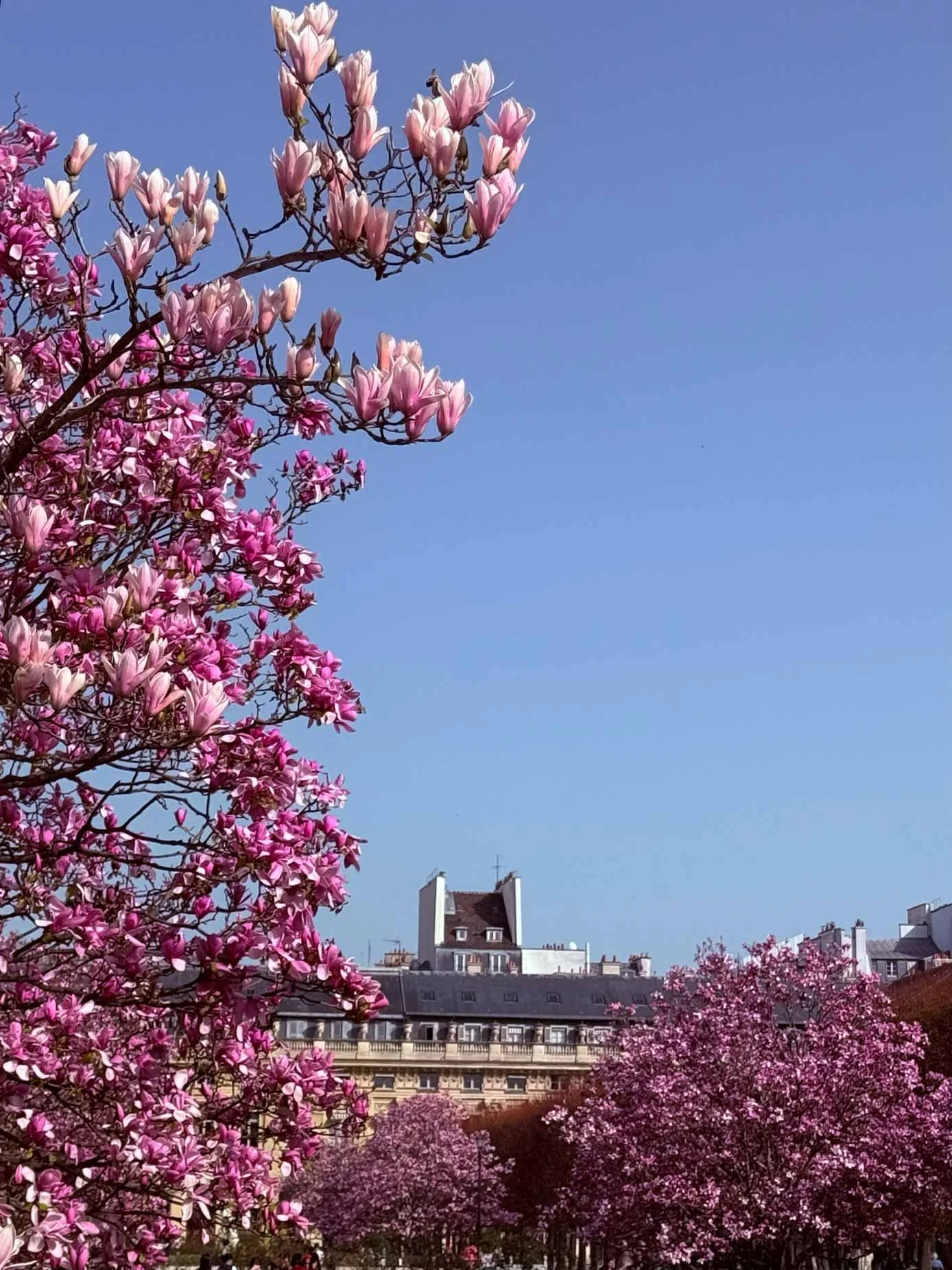 Roze Magnolia Palais Royal