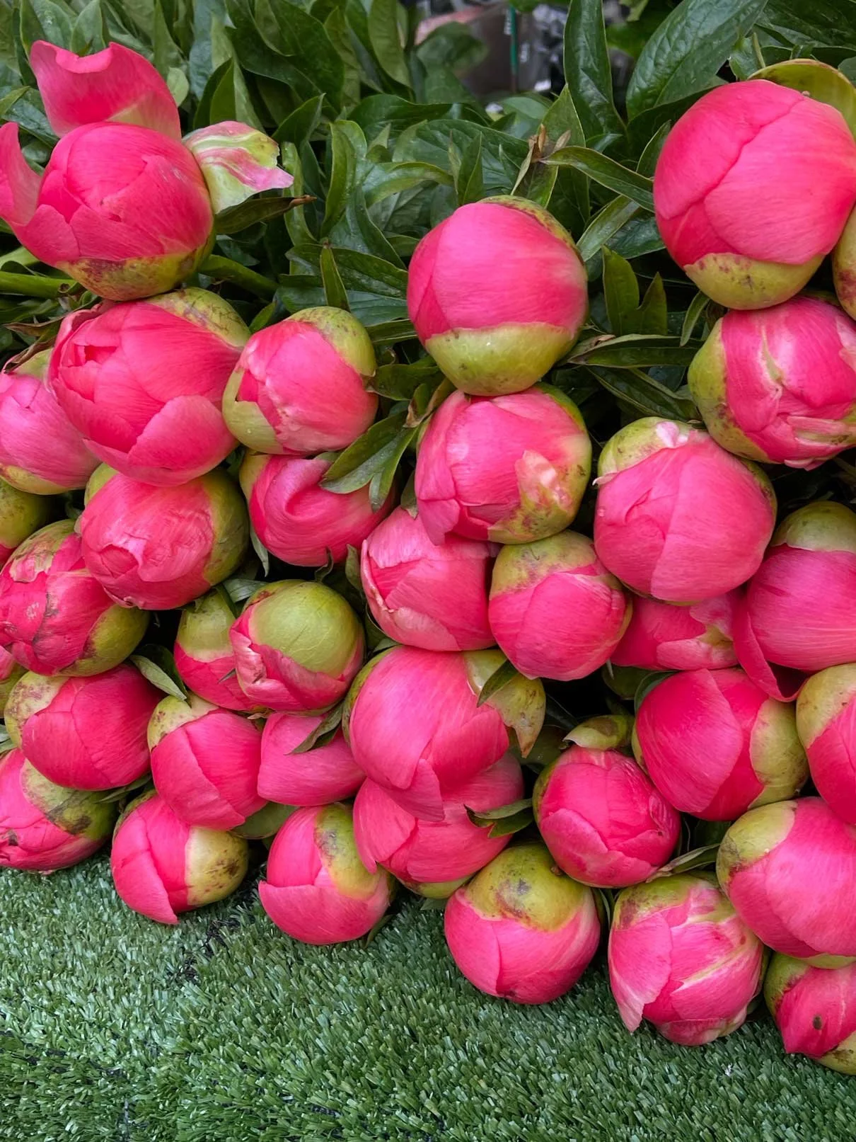 Roze pioenrozen op de markt in Parijs