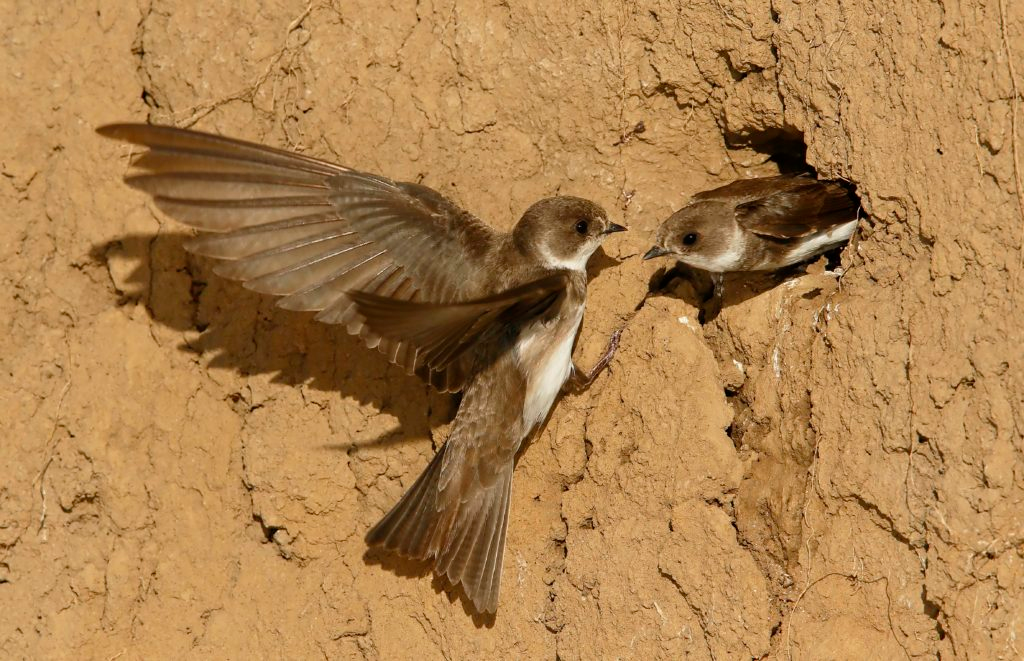 Bedtime Story Conservatory 72 10/06/2020