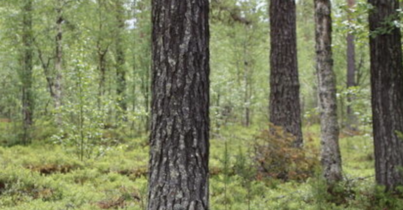 Bedtime Story Conservatory 96 17/07/2020