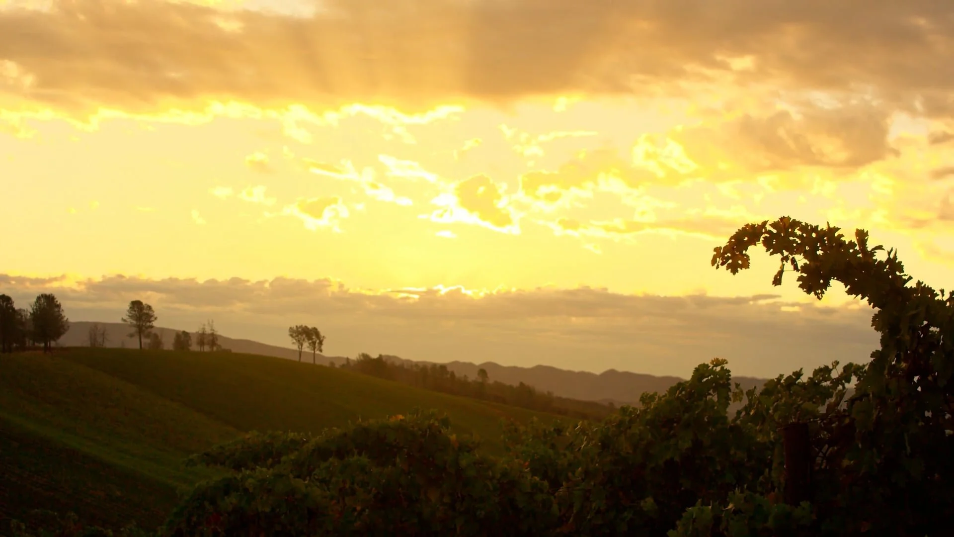 Wineery Video Header Image.jpg