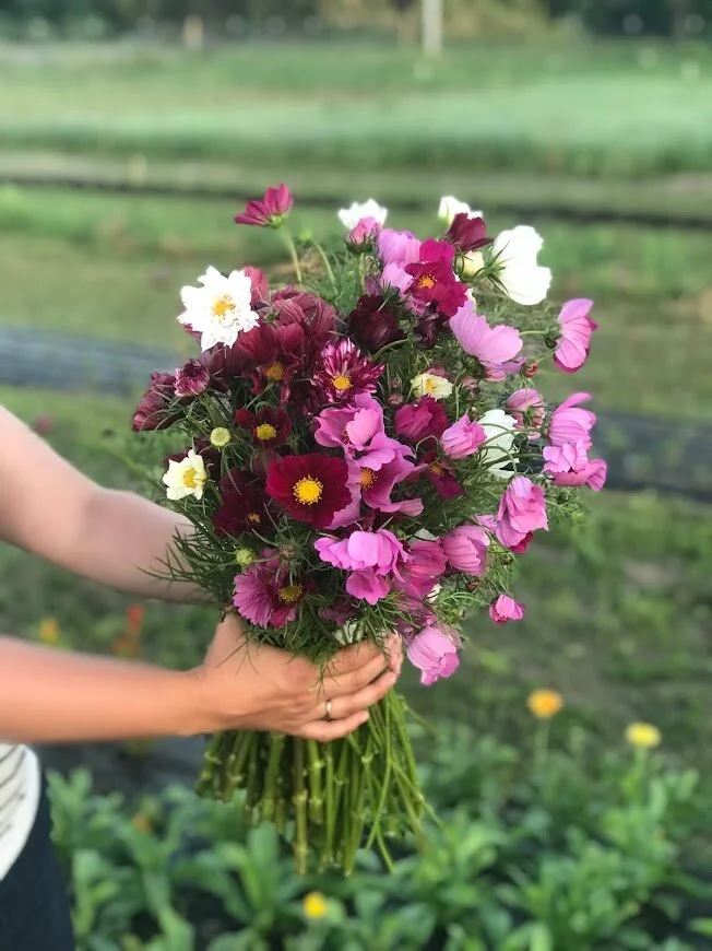 cosmos June handful.jpg