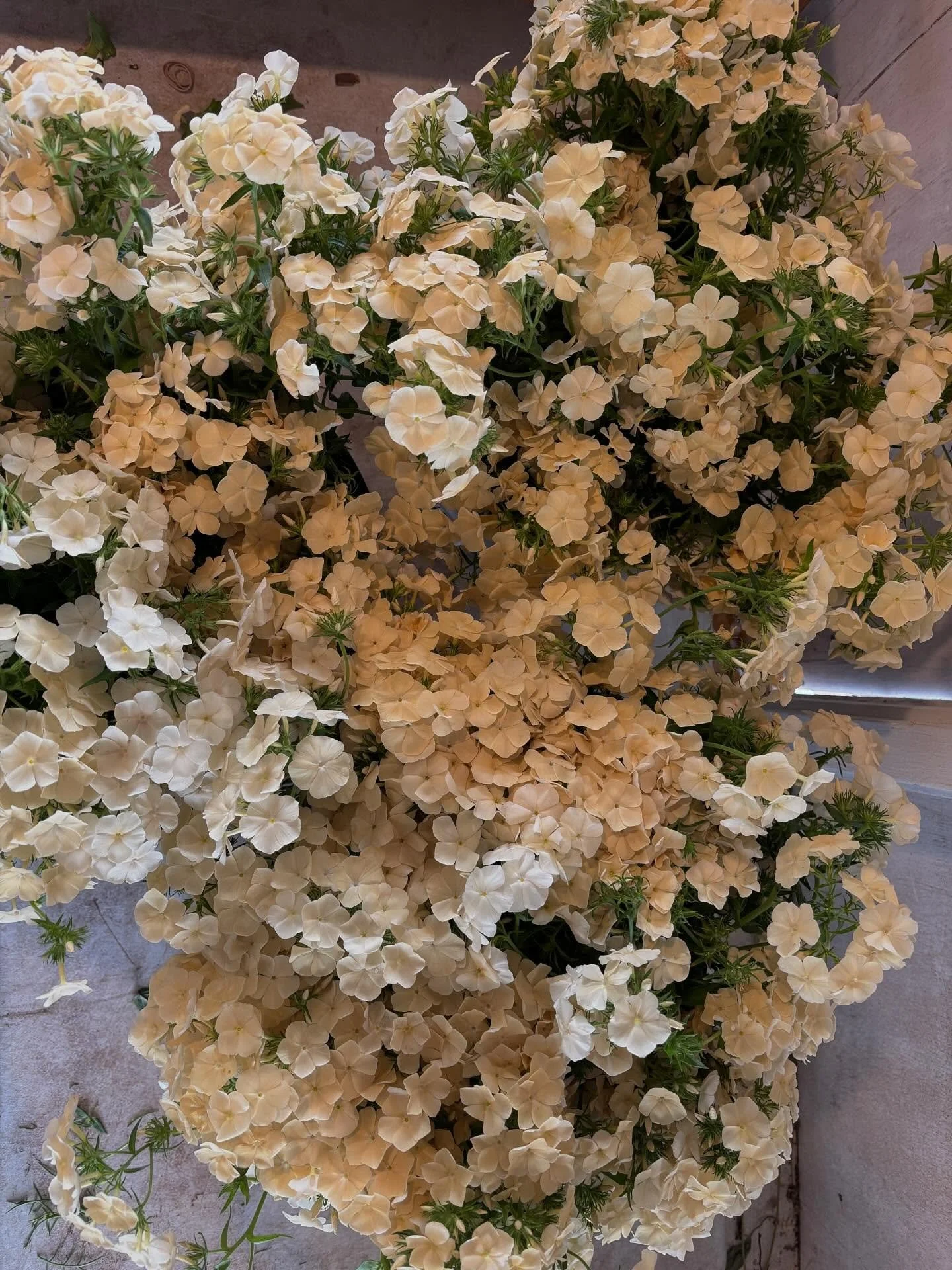 A few things that are blooming lately. 1. Isabellina phlox 2. Ballerina zinnia 3. Marjoram 4. Dyers chamomile 5. Tweedia