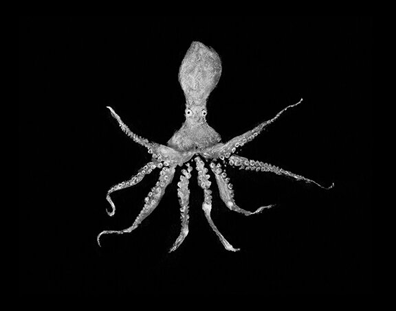 "Stefano" Octopus Rubbing