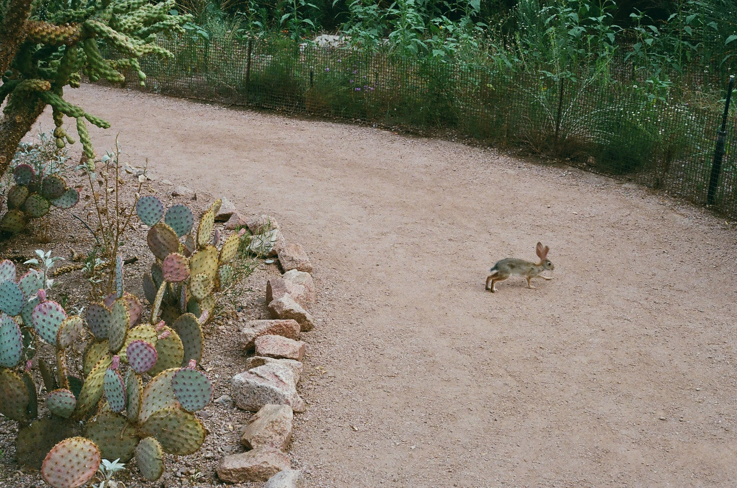 Copy of 28880015.JPG