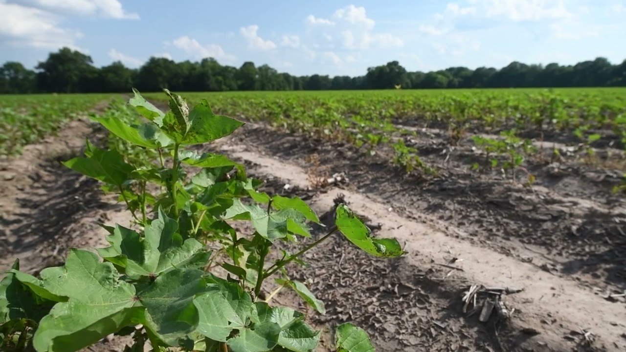 ABWEP Early Growing Header.jpg