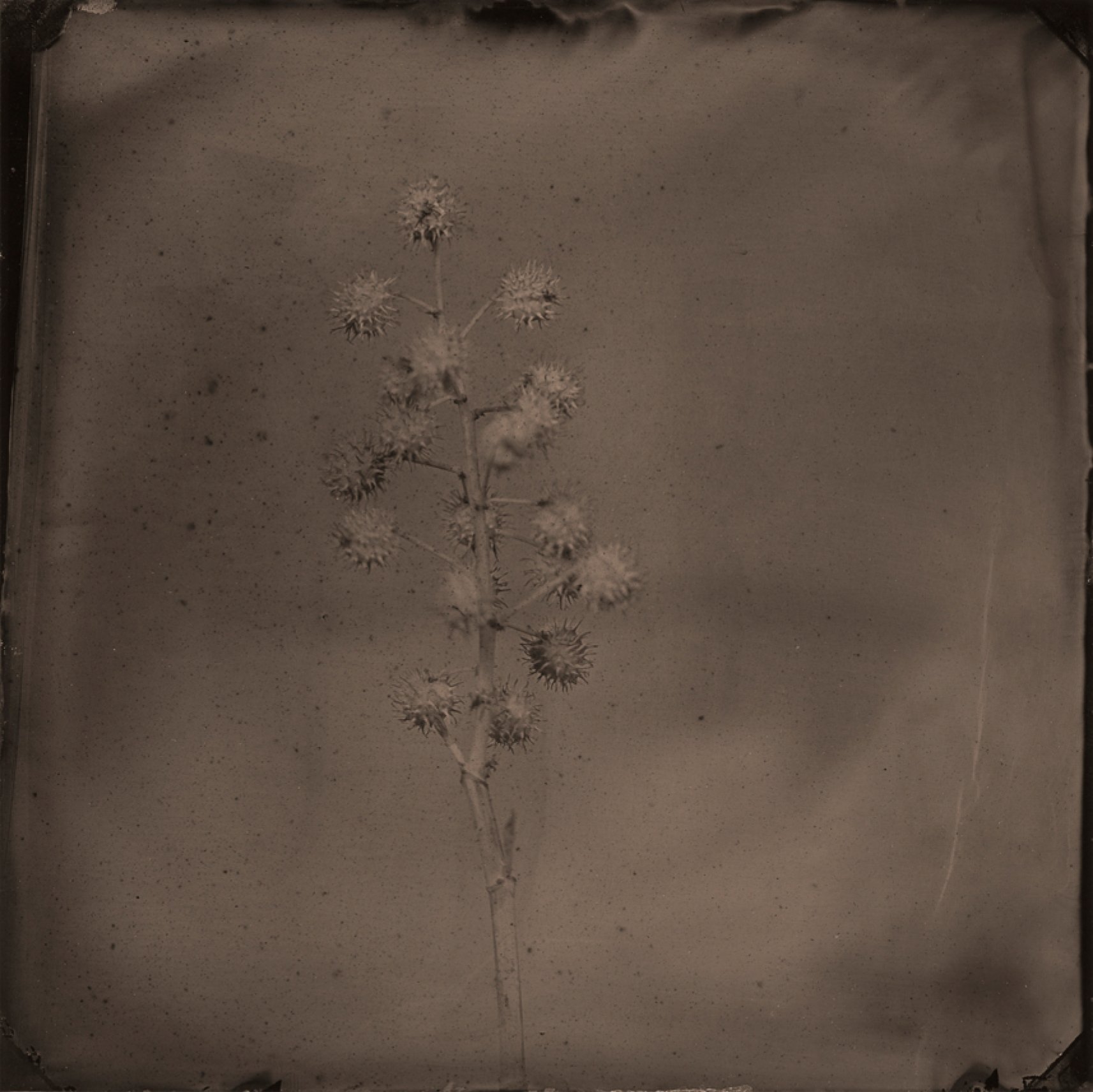 Quantum-Flora-11.jpg