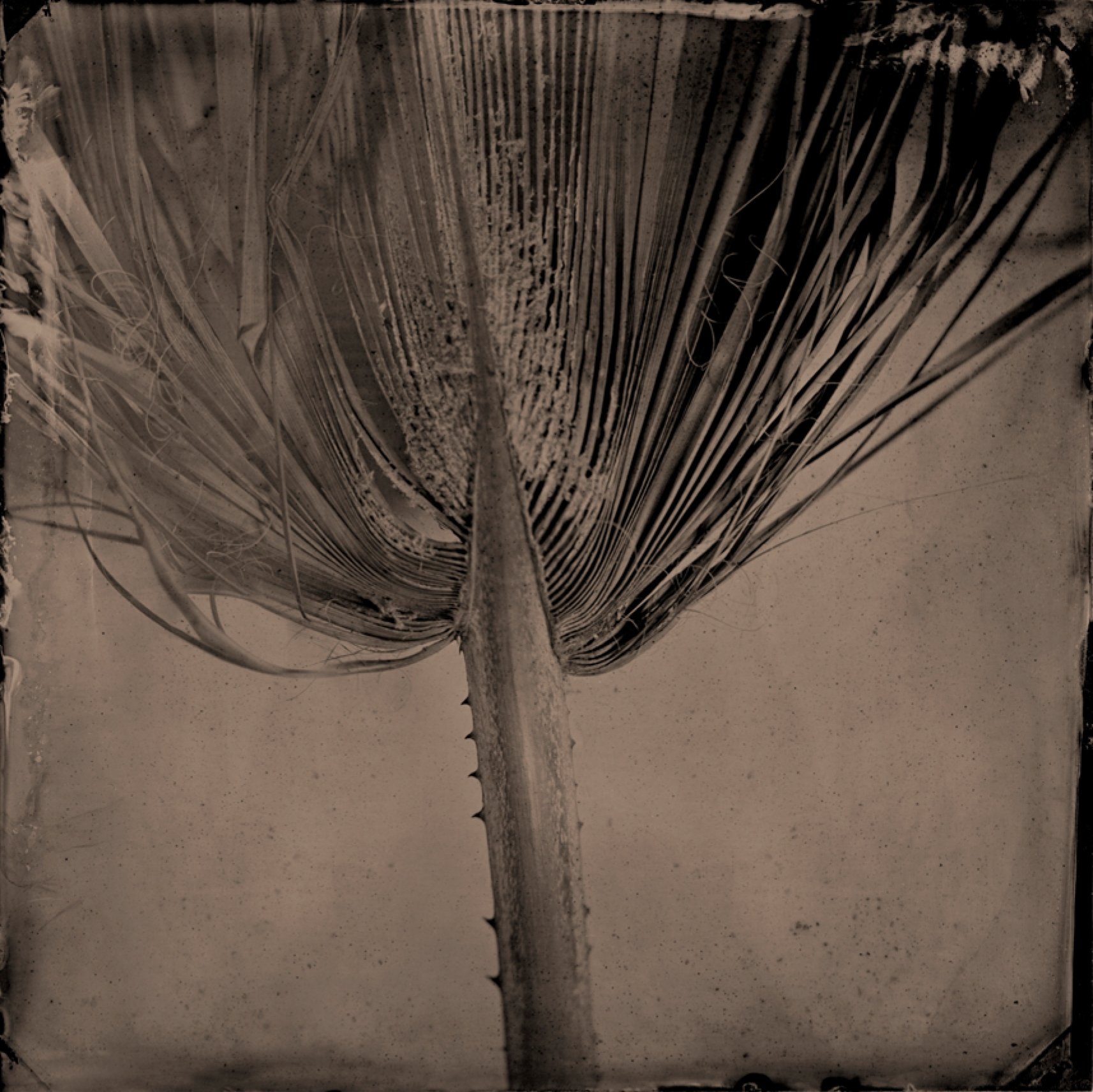 Quantum-Flora-13.jpg