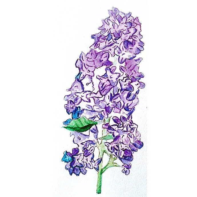 Watercolored Lilac
#instaart #artistic #artdaily #creativity #pendrawings #art #artdrawings #artlovers #sketch #artwork #watercolor