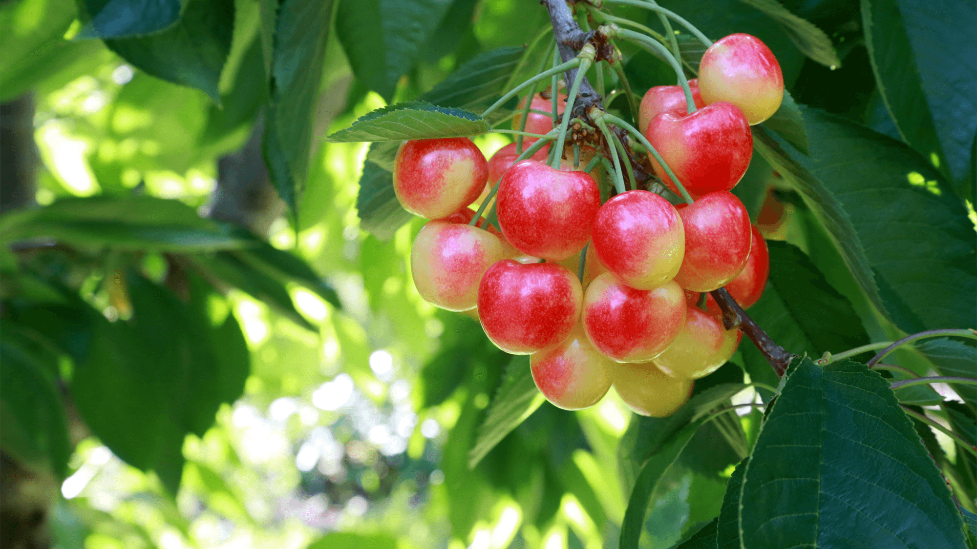 Skylar Rae β CMI Orchards