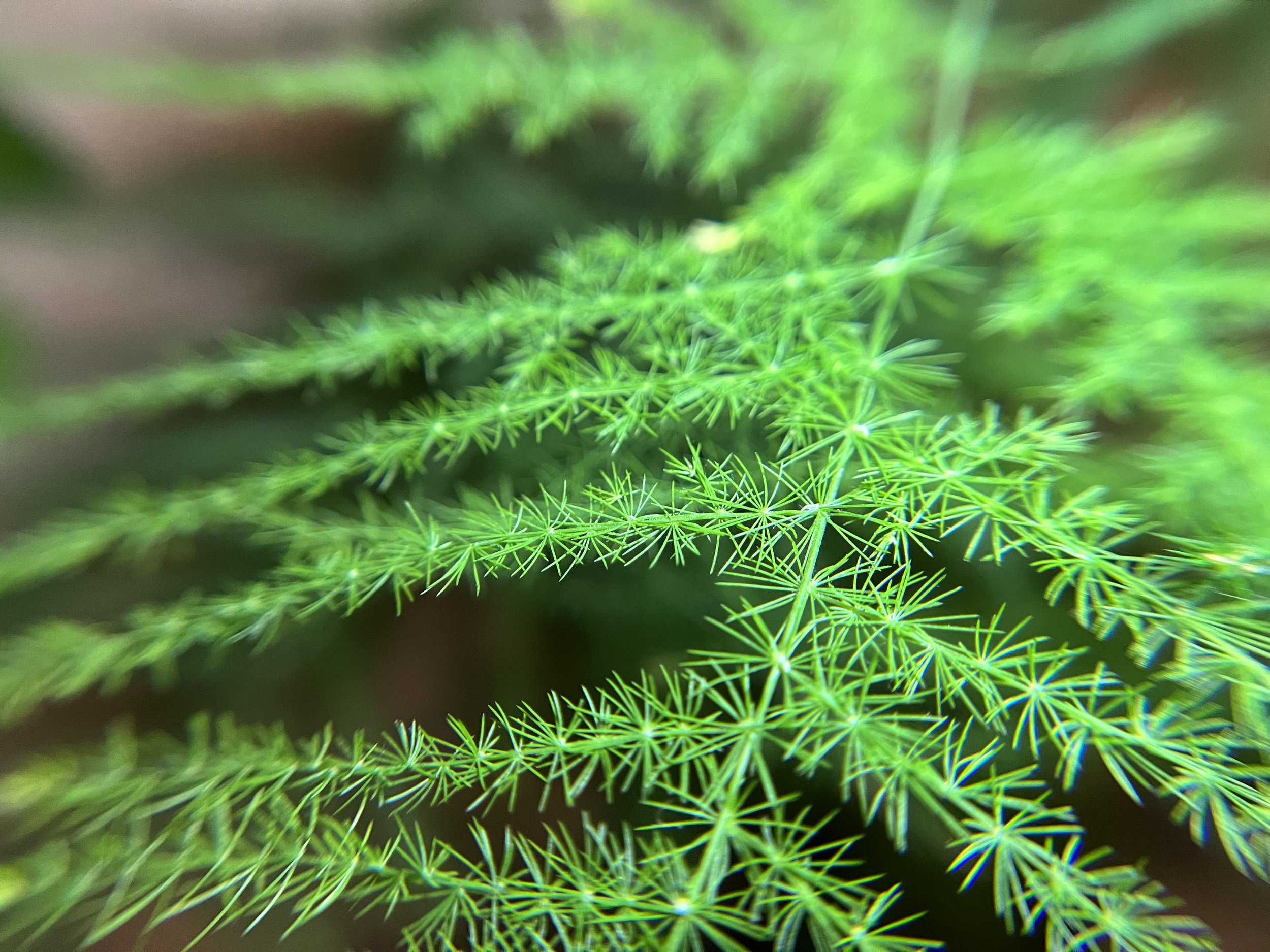 F5BF46D2-8A02-4164-A5BA-76EC614005D7.jpeg