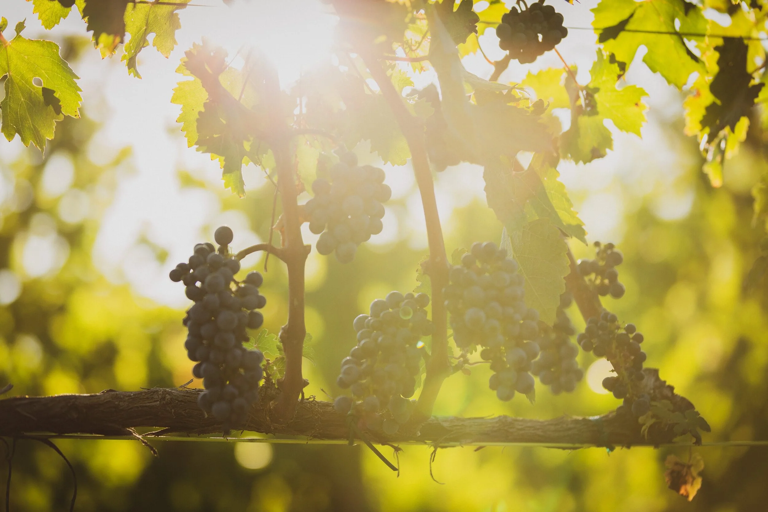 Our Story — Love Point Vineyards and Winery