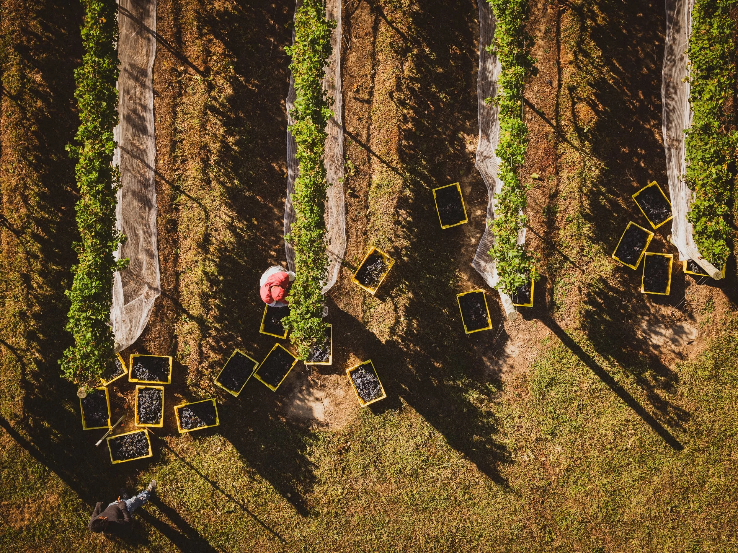 Our Story — Love Point Vineyards and Winery