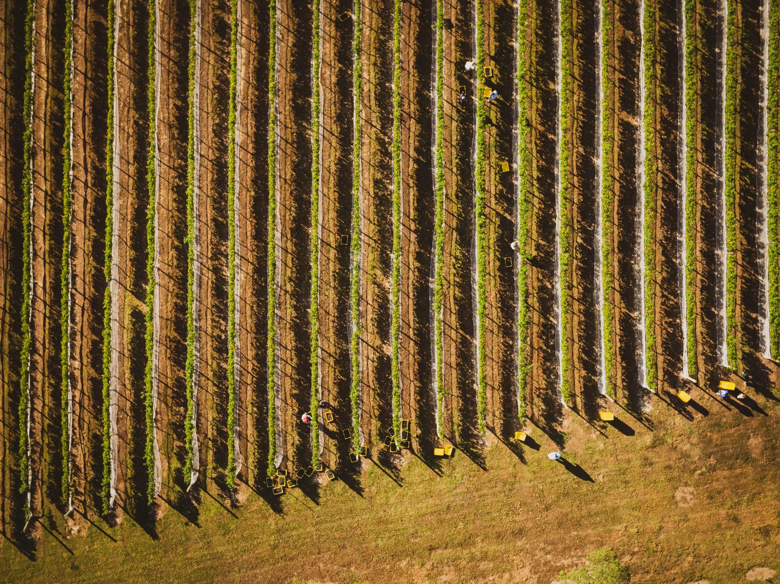 Our Story — Love Point Vineyards and Winery