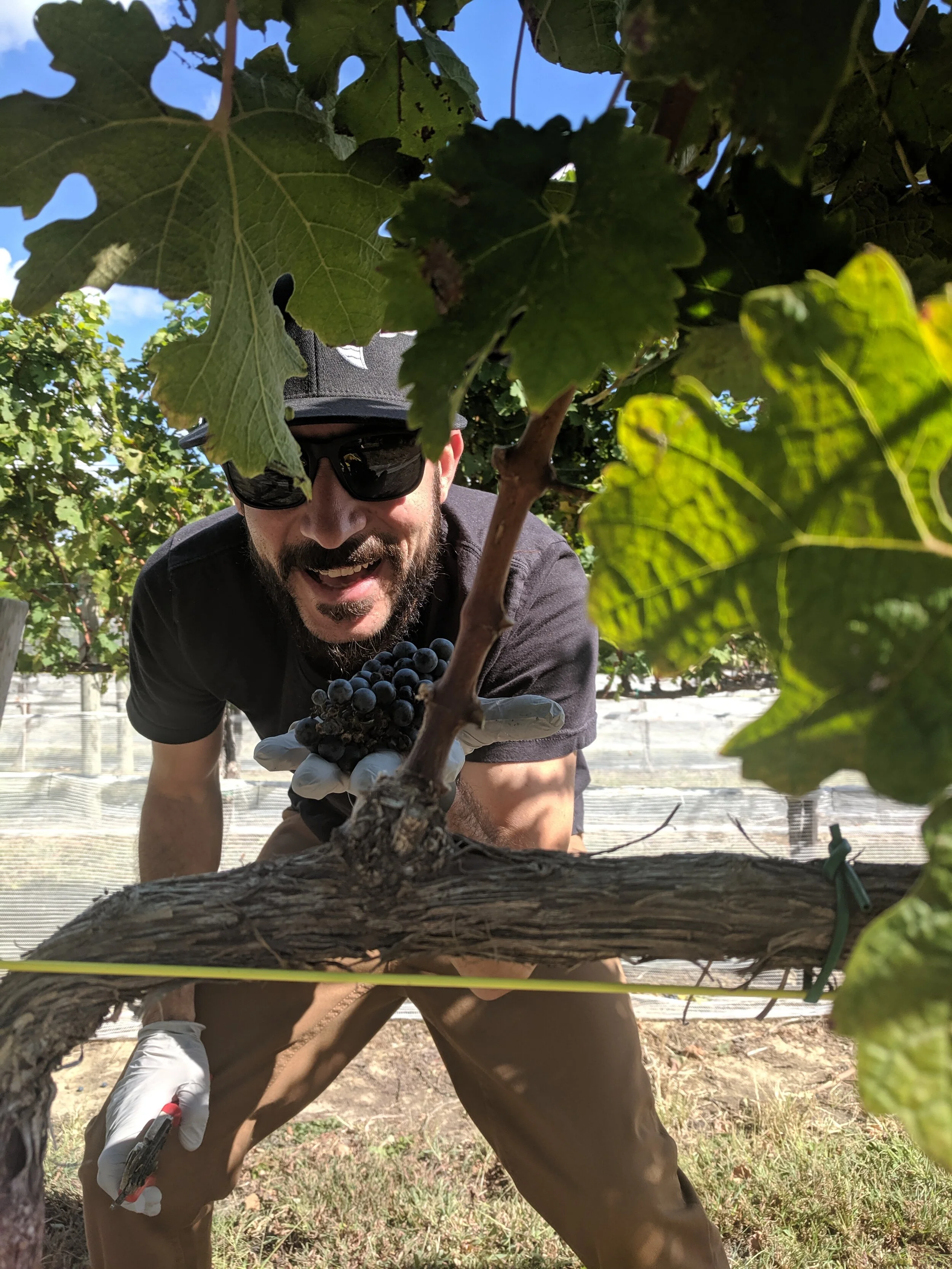 Our Story — Love Point Vineyards and Winery