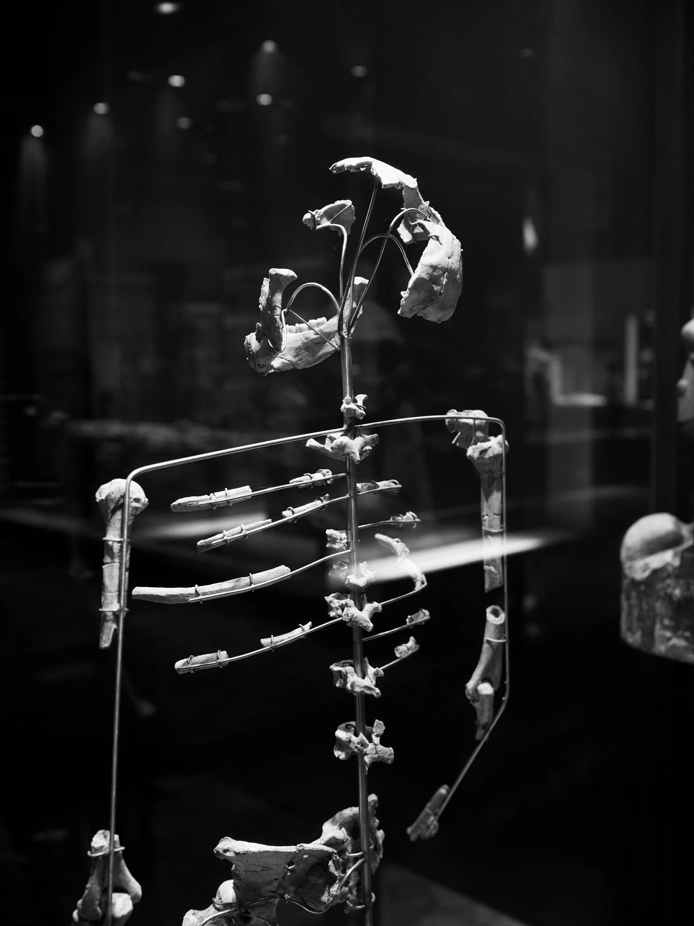 Lucy, Museo Nacional de Antropolgia, Mexico City, Mexico - 2024
