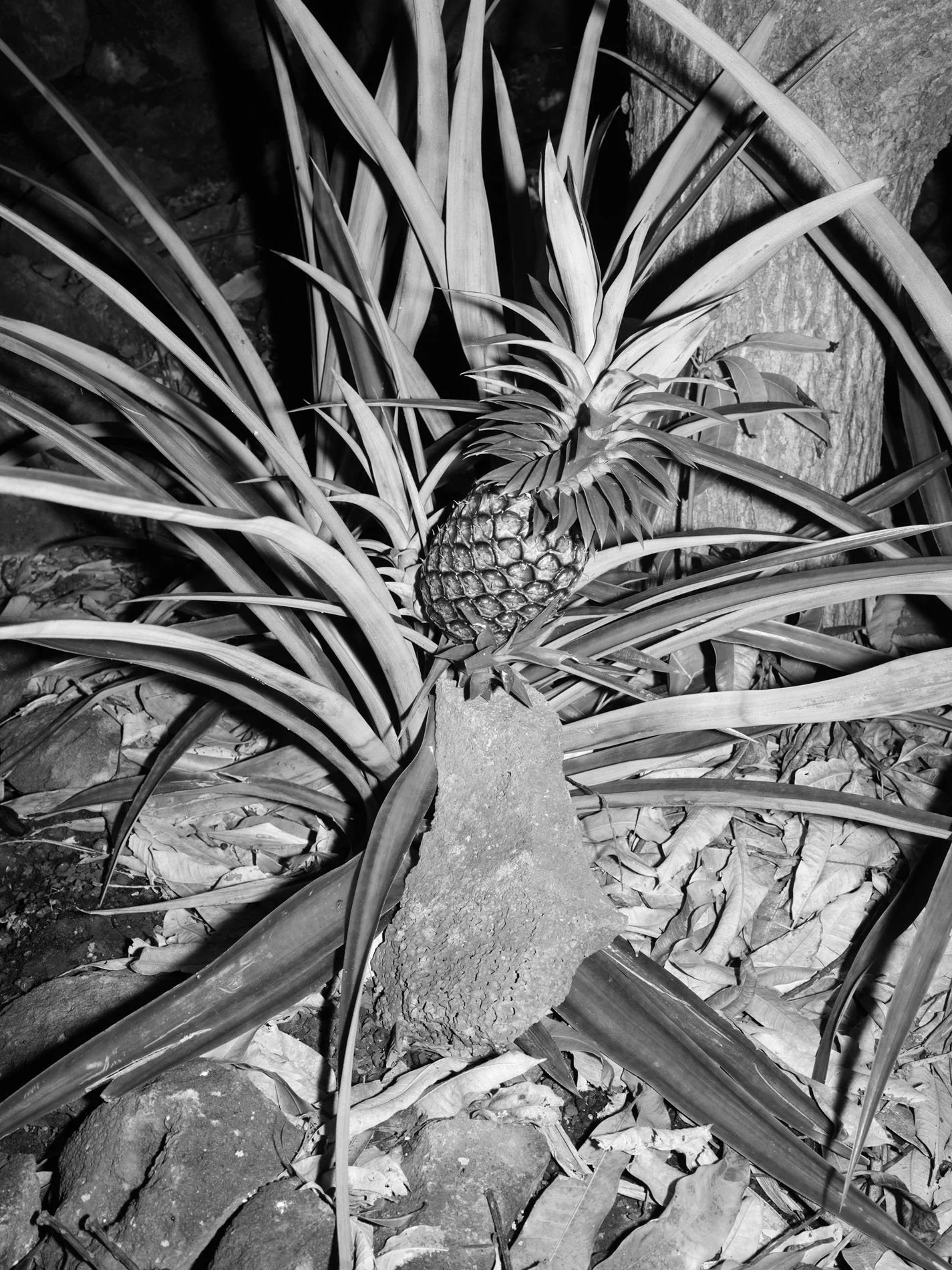 Pineapple, Kona, HI - 2021