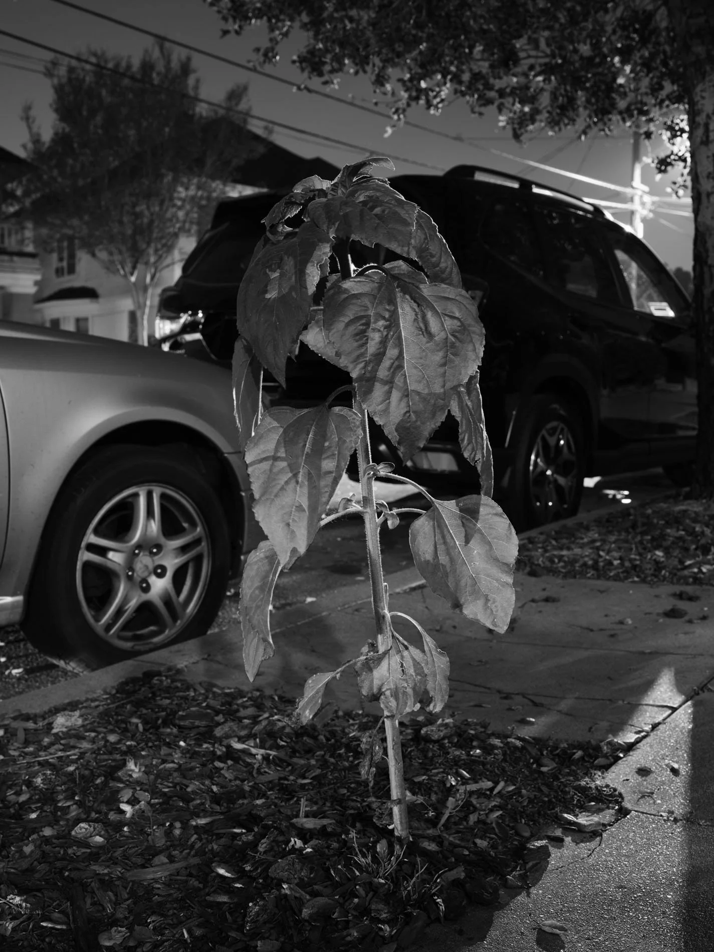Sunflower, Los Angeles, CA - 2024