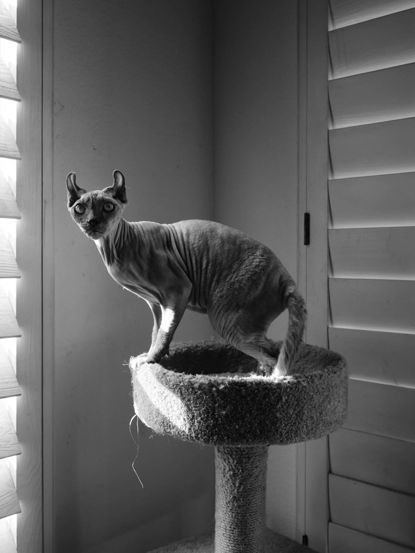 Sphynx Cat, Los Angeles, CA - 2026