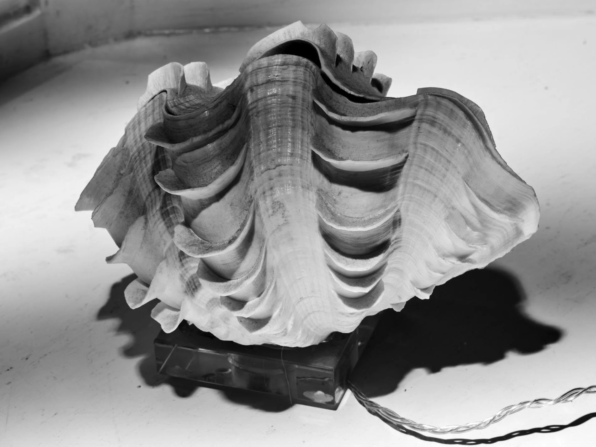 Fluted Clam Shell Lamp, San Juan Capistrano, CA - 2024