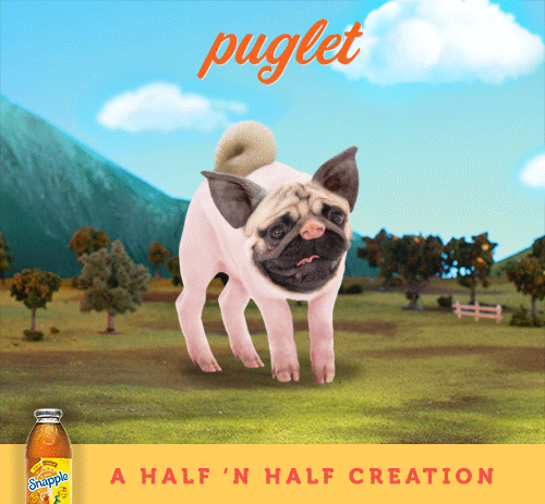 puglet.gif