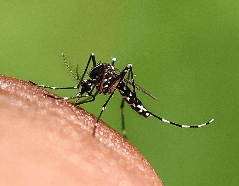 How Mosquitoes spread Malaria?