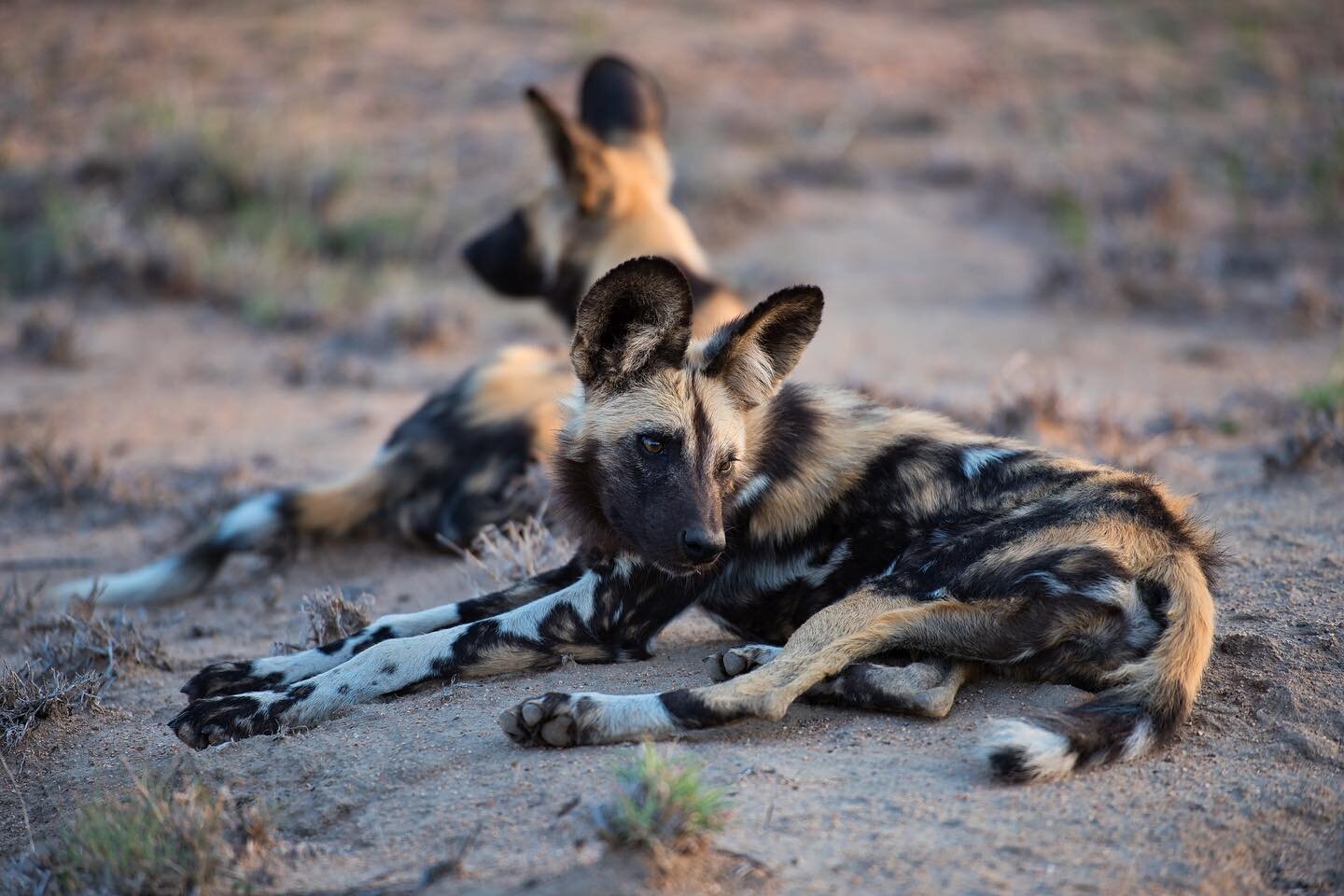 Today is #internationaldog day so we are celebrating Africa&rsquo;s Wild Dog!
.
.
#wilddog #paintedwolf #wildatheartjourneys #safari #conservation #endangered