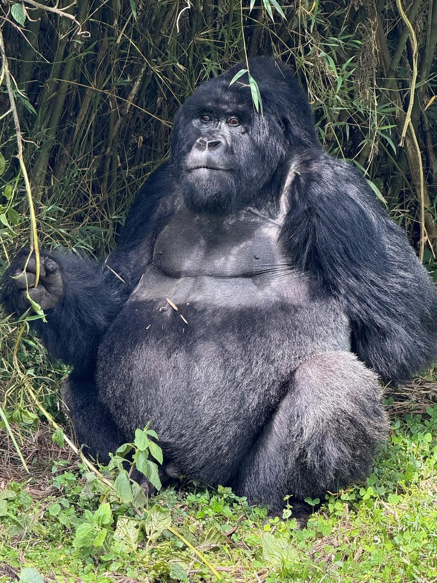 &ldquo;Success!  So unbelievably cool&rdquo;. Love it when our guest share with us their experiences. 

#rwanda #mountaingorillas #wildatheartjourneys #luxurytravel #safari