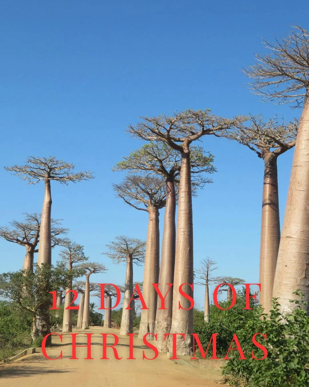 Madagascar or Mauritius? 🌴 These islands are pure festive paradise.  Can you guess these islands?

#IslandChristmas #AfricanParadise #12DaysOfAfrica #tsarakomba #mnembaislandzanzibar #pr&iacute;ncipe #bombom #northislandseychelles #wildatheartjourne