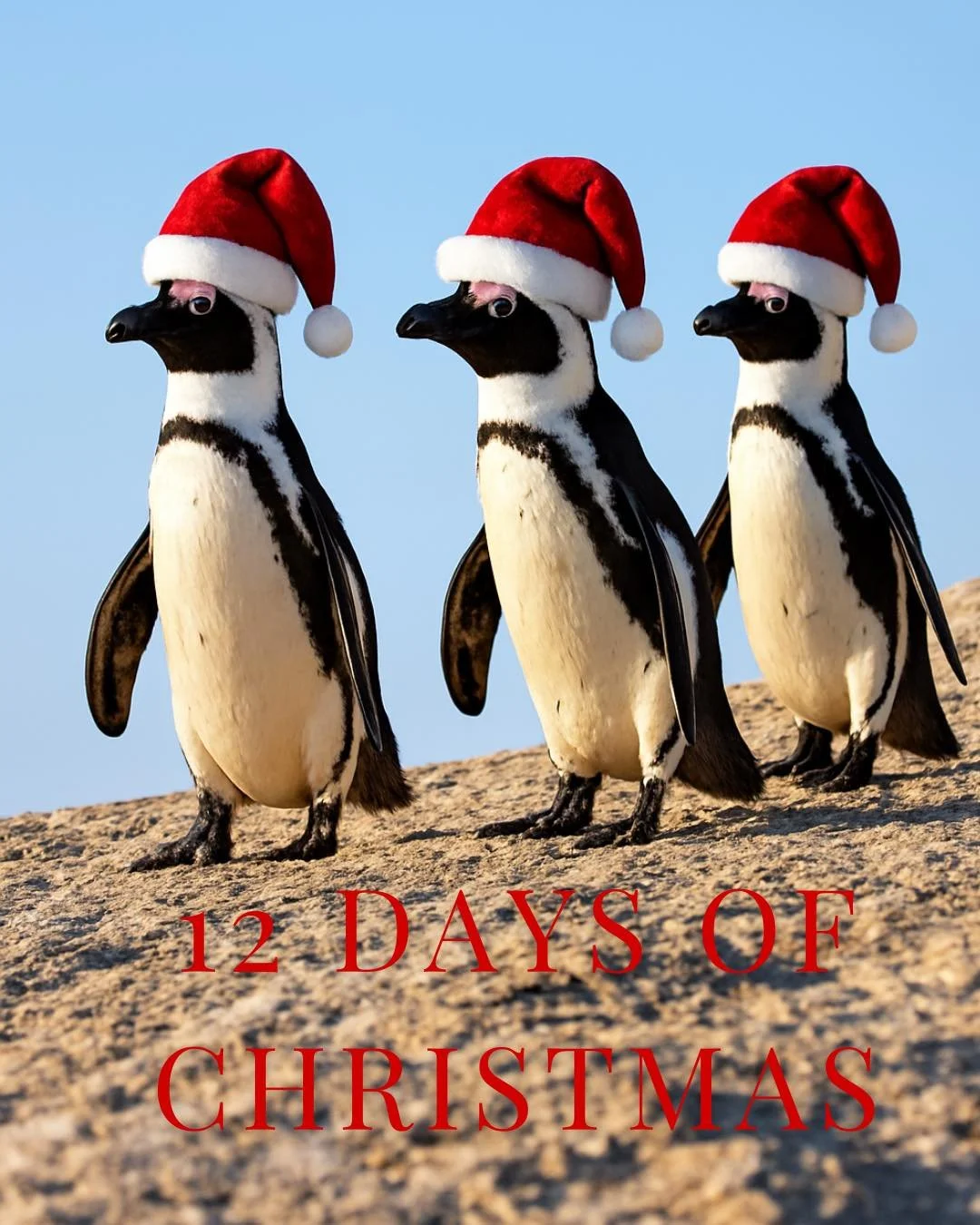 Penguins in Cape Town or flamingos in Kenya&mdash;who&rsquo;s your cutest Christmas guest? 🐧🦩

#WildlifeChristmas #AfricanNature #AfricanTravel #wildatheartjourneys
