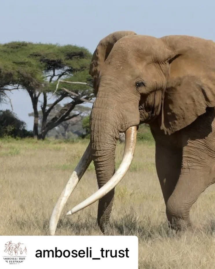 &bull; @amboseli_trust Craig died this morning. Beloved by many people but particularly by the local community with whom he shared his range, Craig was born in January 1972 to Cassandra of the CB family. We were never certain but we suspected that he