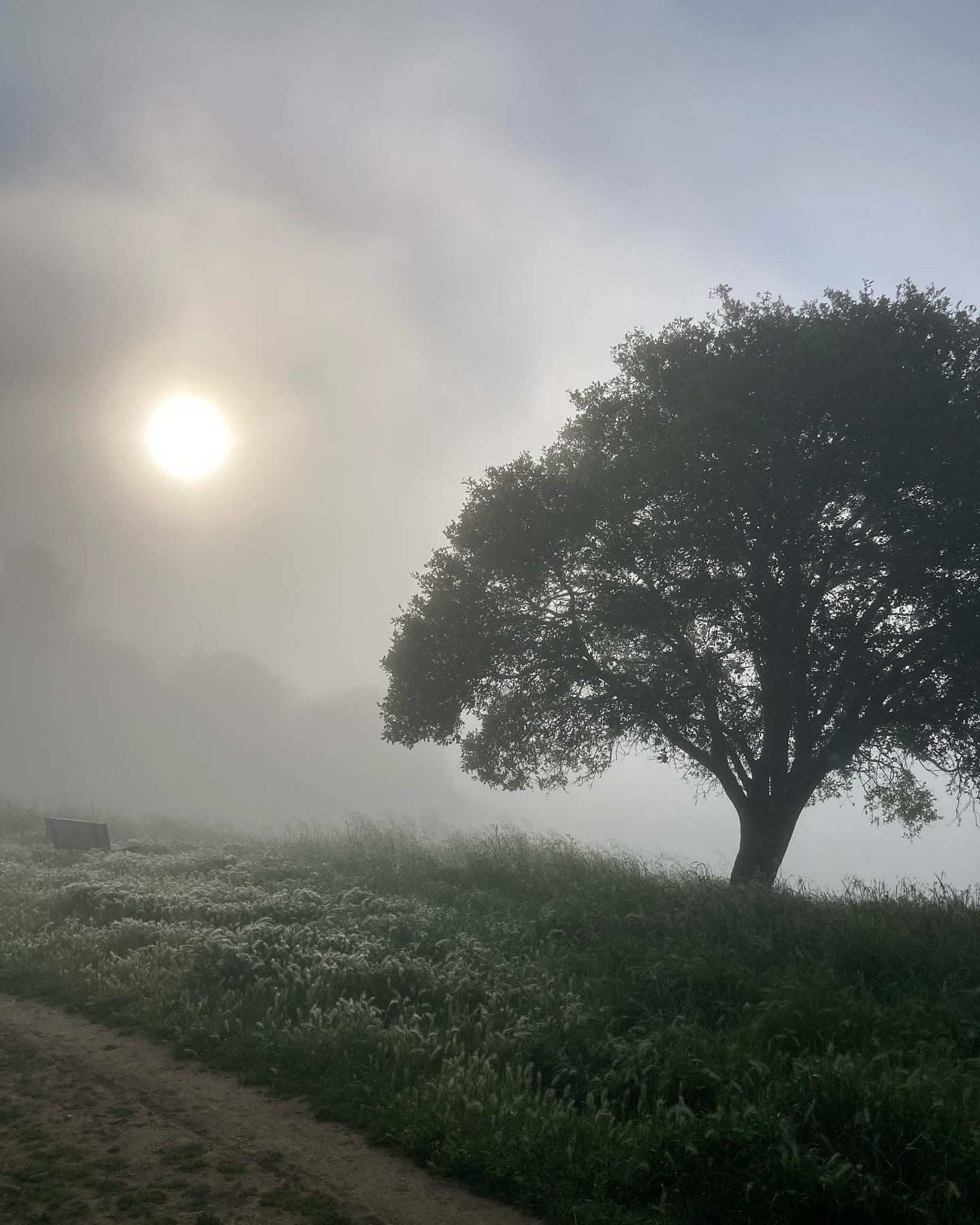 Misty Oakland morning 😌

#chabotregionalpark #earlymorning #eastbayhills #oaklandhills #oaklandlife 

Jackiecare.com 
DRE#01350486 
Compass