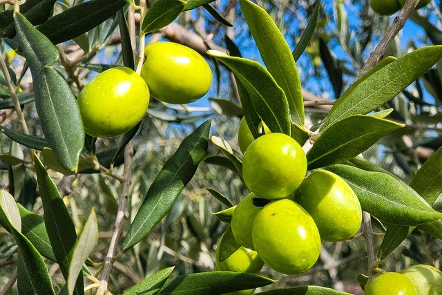 What Olive Oil Do Italian Restaurants Use?
