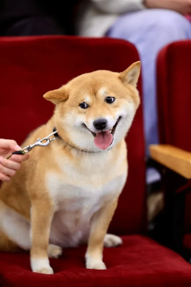 Is It Expensive To Show Dogs? — OwnersOasis