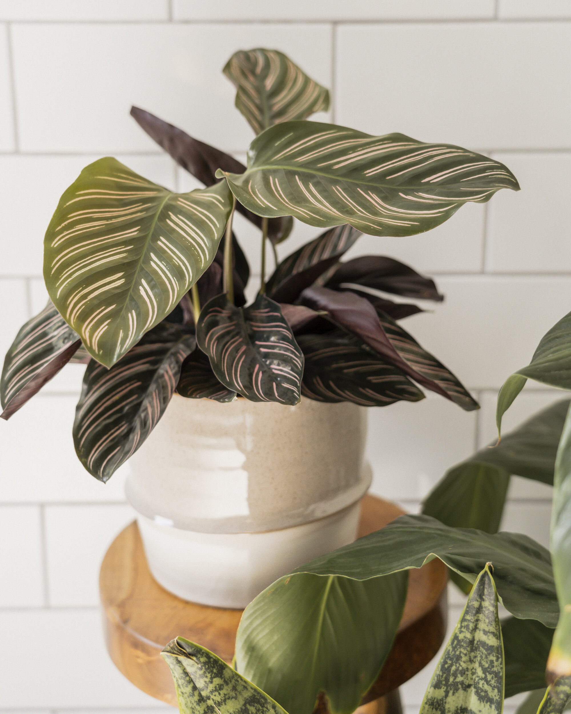 KatandKim_CalatheaOrnata_HousePlantGuide.jpg