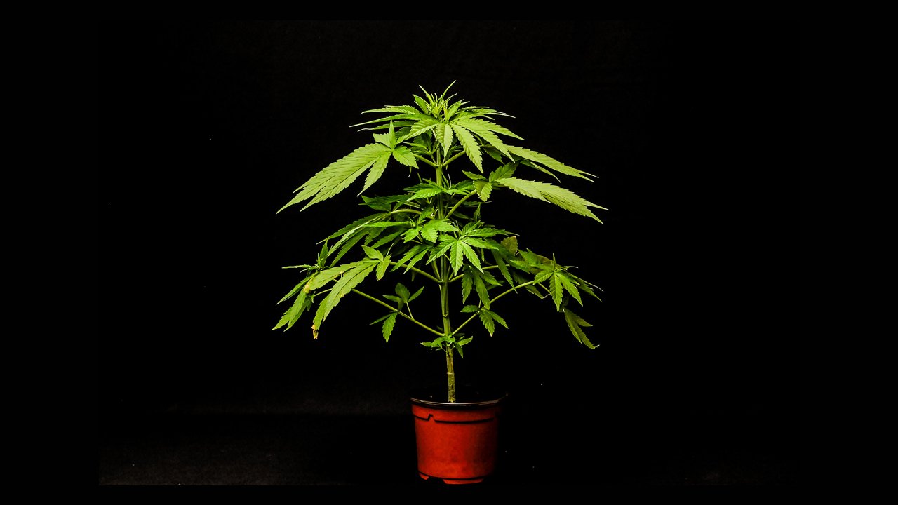 Danny Danko: A Cannabis Legend’s Journey