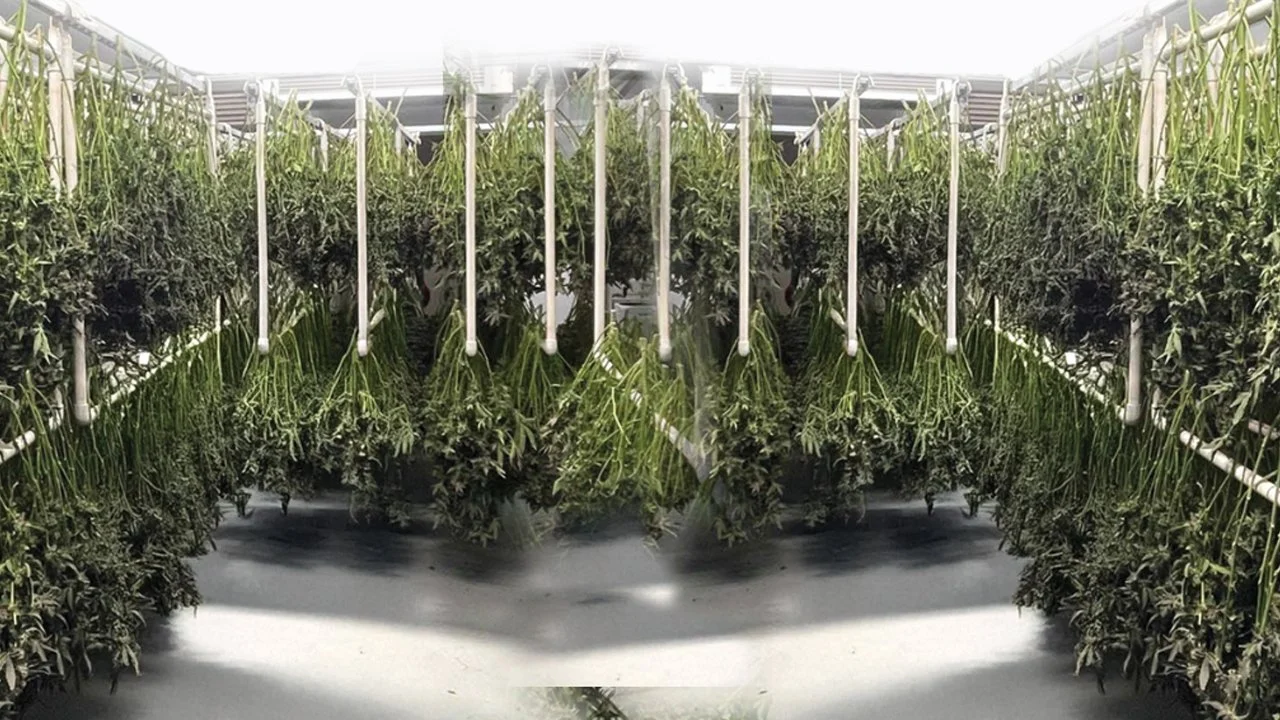 Why Post-Harvest Processing Matters in Cannabis