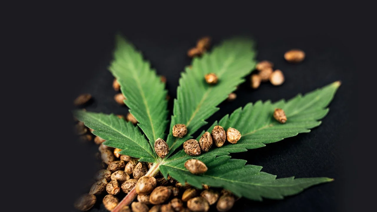 Is Washington About to Criminalize Cannabis Seeds? | Laura Campanella