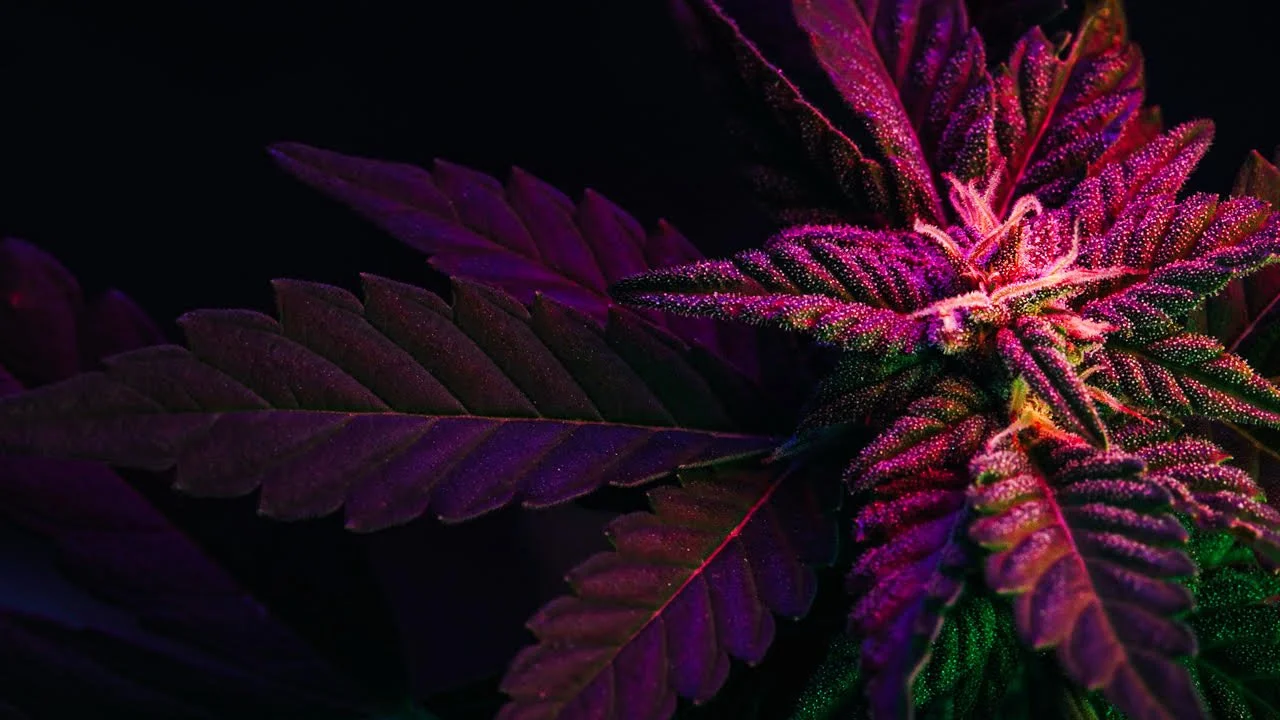 Building the Future of Cannabis Education with Randi &amp; Robert Sobel