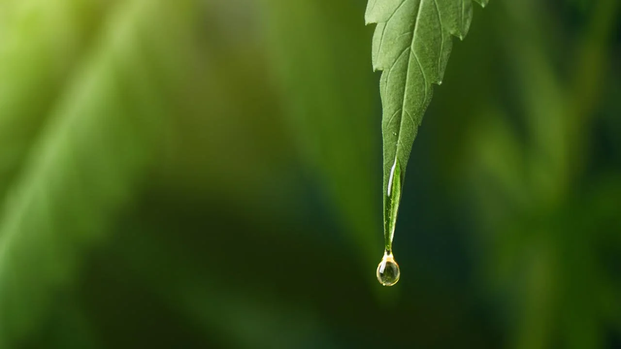 Fixing Medical Cannabis with Gil Luxenbourg