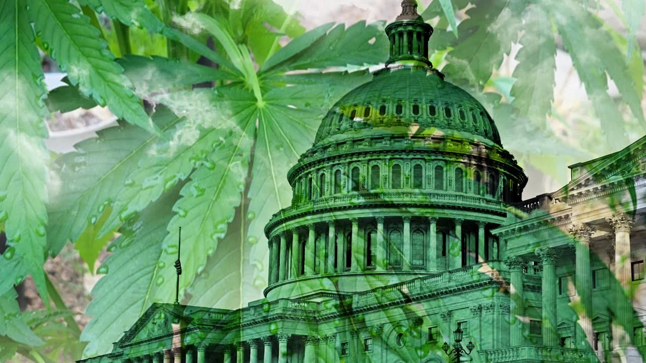 Botanical Apartheid: Who Really Benefits from Legalization? | John Veit