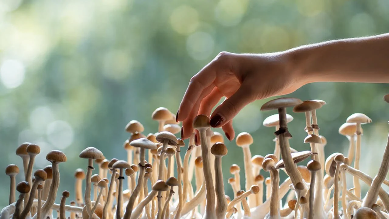 Welcome to the Psychedelic Speakeasy | Edward Crowe on the Future of Psychedelics