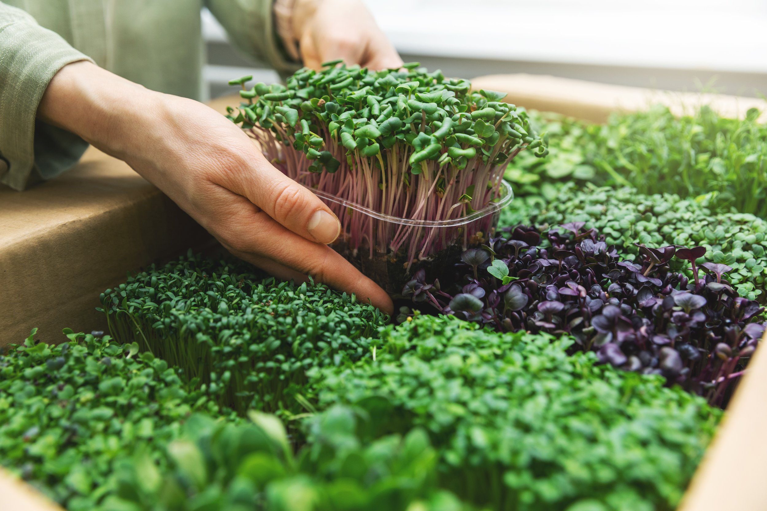 microgreens_hands_2.jpeg