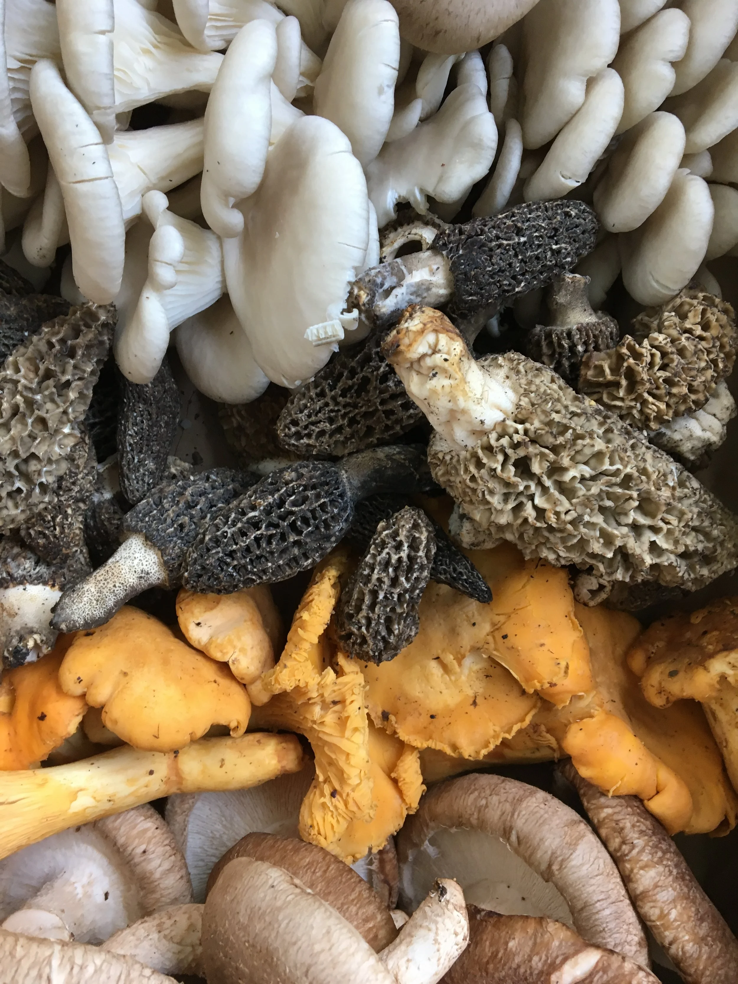 mushrooms_mixed_closeup1.JPG