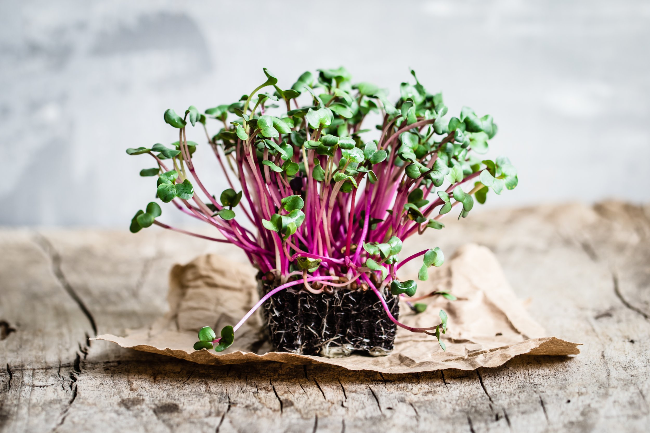 microgreens_beets.jpeg
